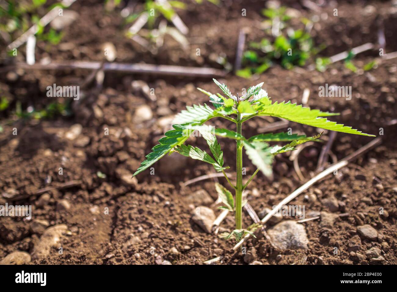 young cannabis hemp plant growing growing from dirt in wind with sun shining. Slow motion, tilt movement Stock Photo - Alamy