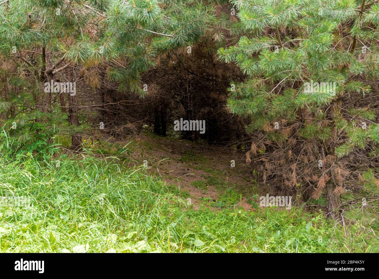 entrance through dense thickets into dark, dangerous and mysterious coniferous forest with wild animals, selective focus Stock Photo
