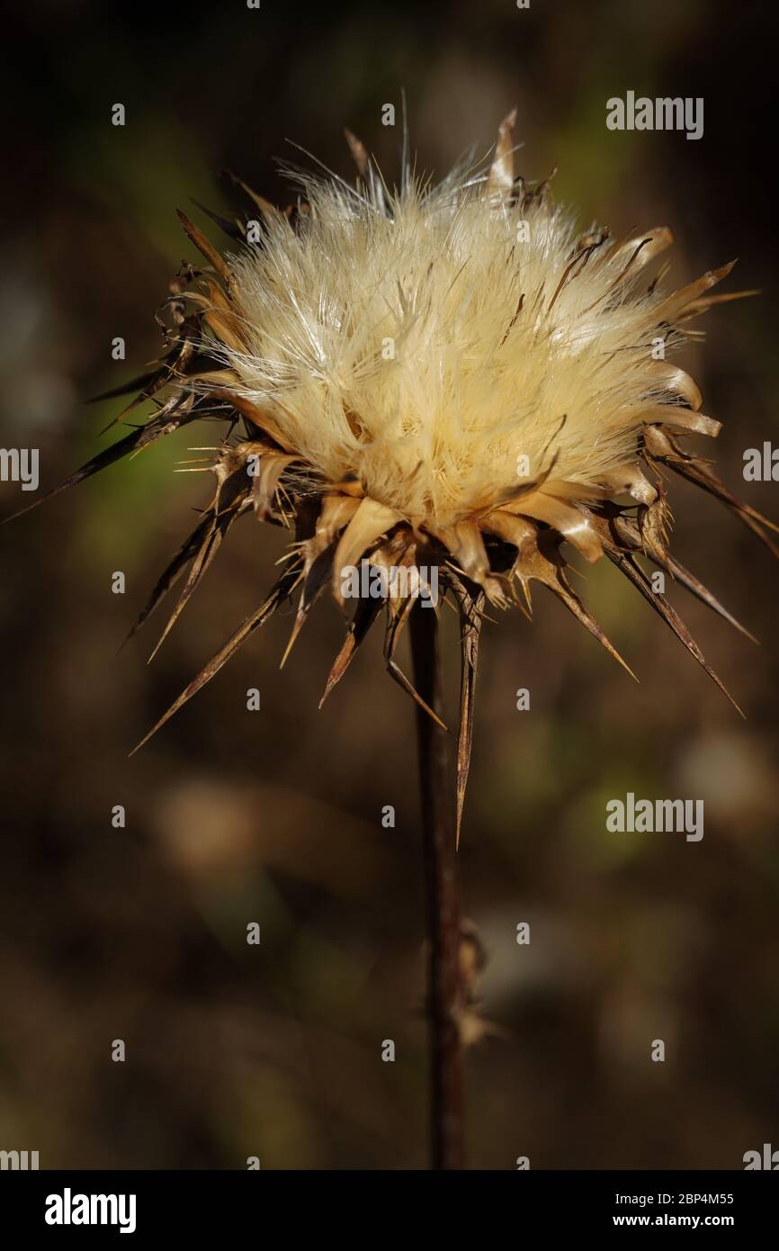 Single dried head of a milk thistle, Silybum marianum, showing the spine-tipped bracts and lovely fluffy, soft seeds before air dispersal. Stock Photo