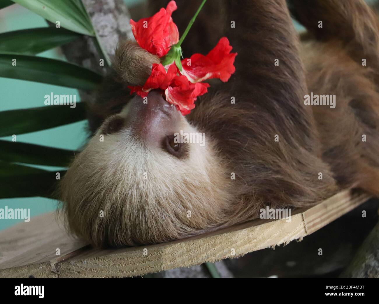 Young Hoffman Two-toed Sloth lying on its back, munching on a red hibiscus flower at the Gamboa Sloth Sanctuary and Wildlife Rescue Center in Panama. Stock Photo