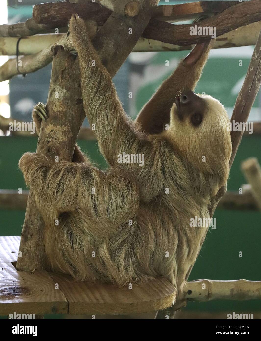 Rescued Two-toed Sloth (Choloepus hoffmanni) at the Gamboa Sloth Sanctuary and Wildlife Rescue Center in Panama reclining on platform, holding branch Stock Photo