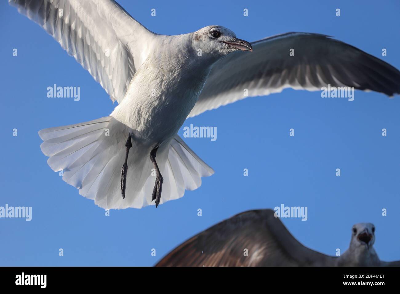 Two Laughing Gulls (Leucophaeus atricilla) hovering overhead as they follow a boat, waiting for a handout. White underneath, winter plumage, graceful. Stock Photo