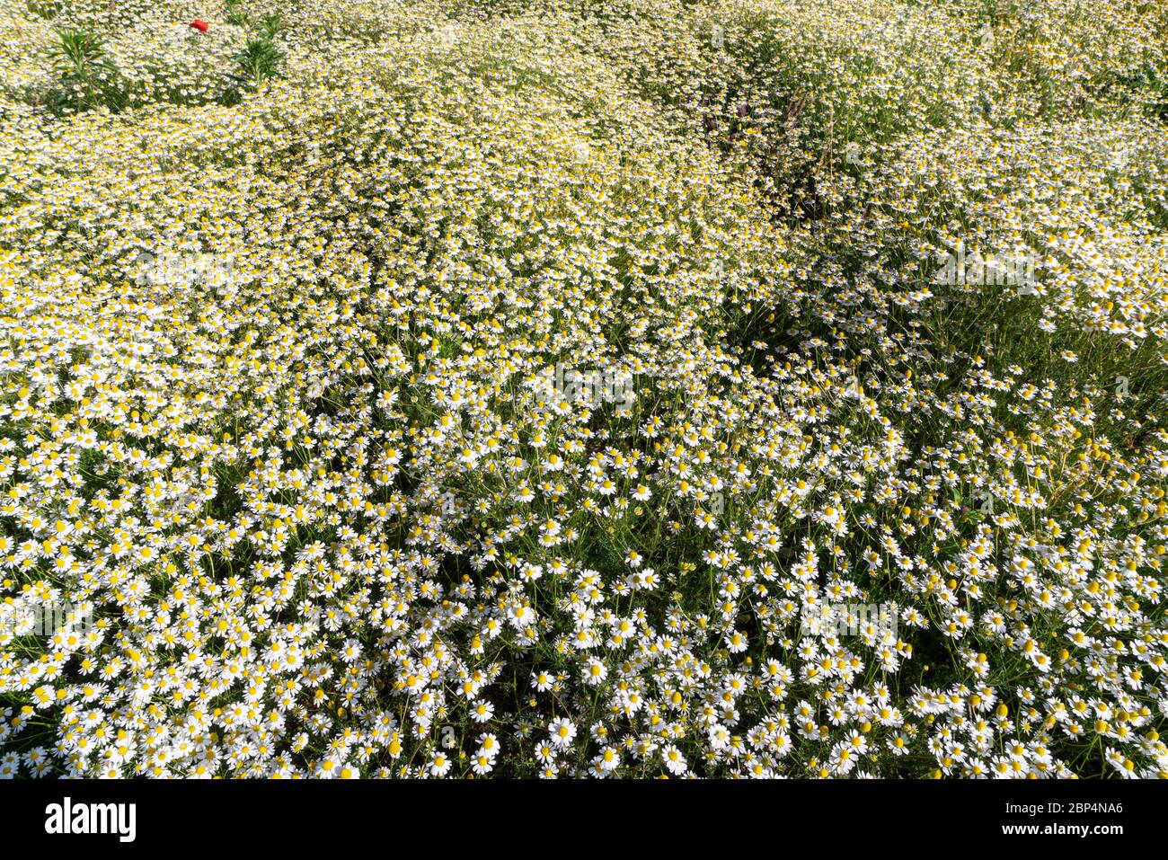 Field chamomile hi-res stock photography and images - Alamy
