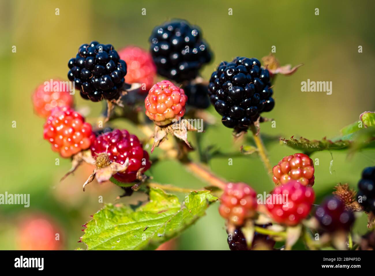 Close-up of ripening Blackberry branch horizontal orientation Stock Photo