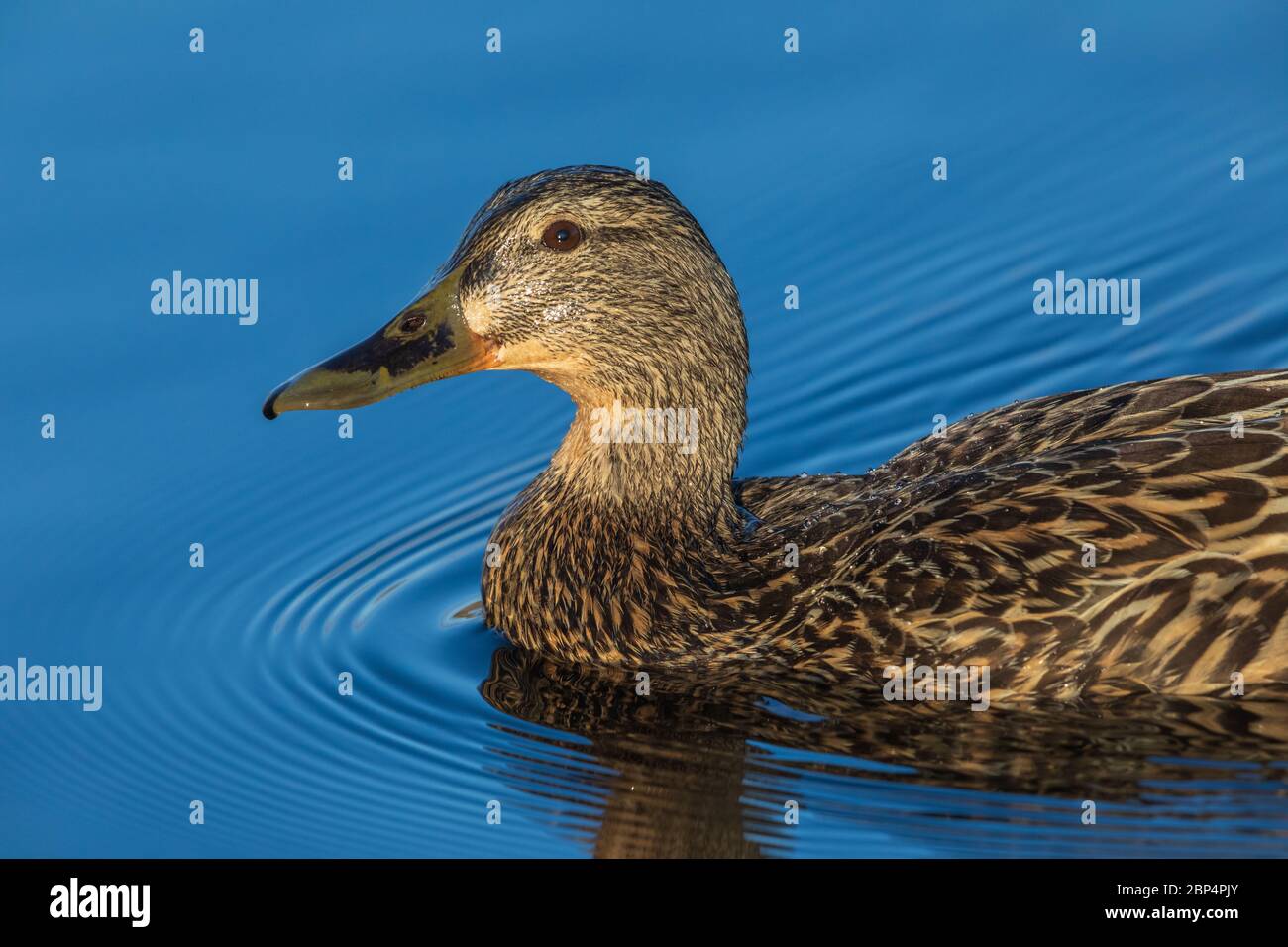 Close up of a hen mallard swimming in a northern Wisconsin lake. Stock Photo