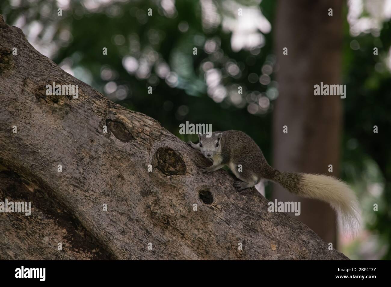 chipmunk on top of a tree around the plants Stock Photo - Alamy