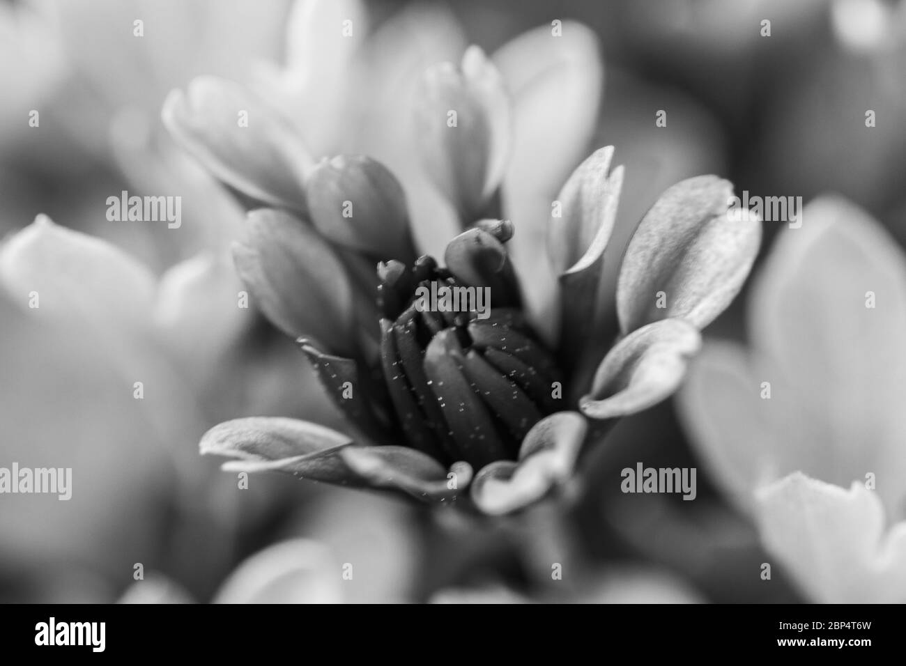 Red chrysanthemums flowering plants, also known as mums or chrysanths, in natural light Stock Photo