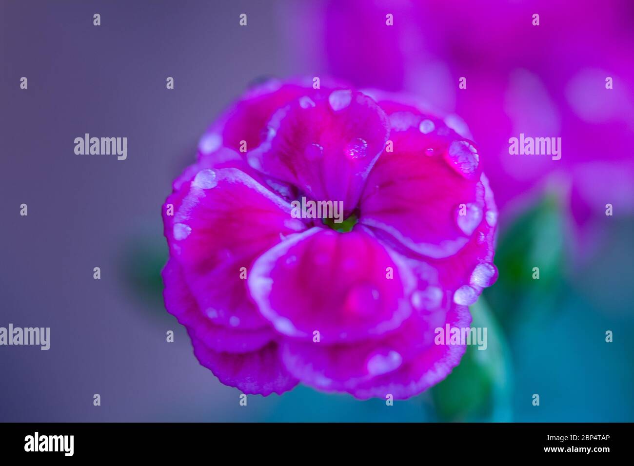 Dianthus plumarius, also known as the common pink, garden pink, or wild ...