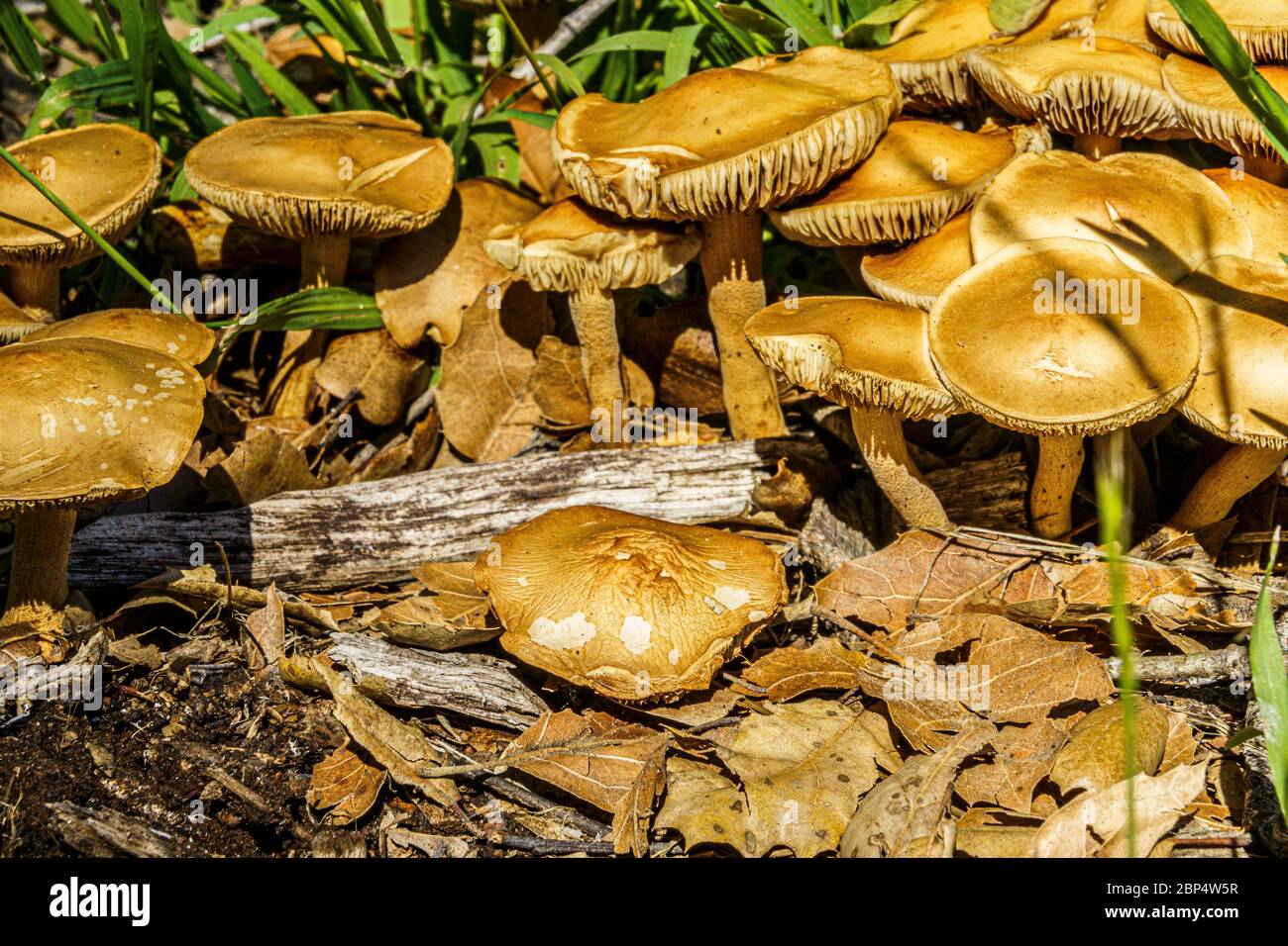 wild mushrooms after rain Stock Photo Alamy