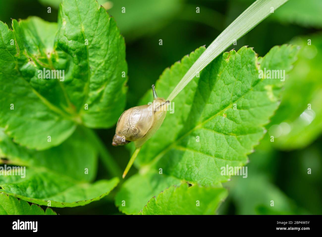 Amber Snail on Leaf in Springtime Stock Photo