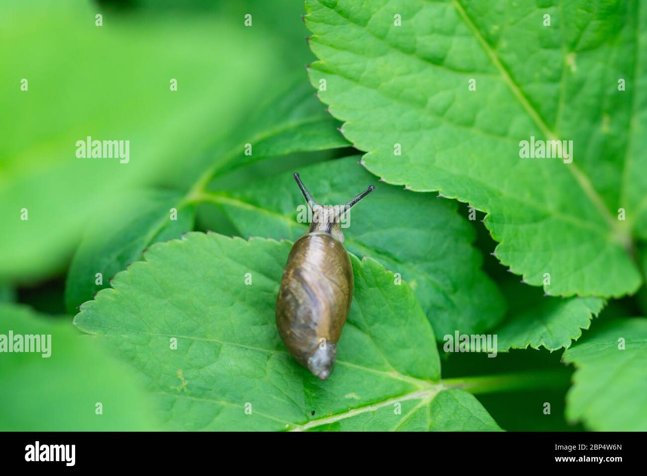 Amber Snail on Leaf in Springtime Stock Photo - Alamy