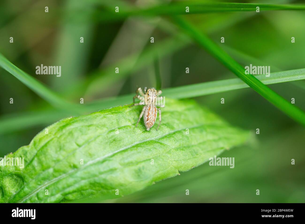 Dimorphic Jumping Spider on Leaf Stock Photo
