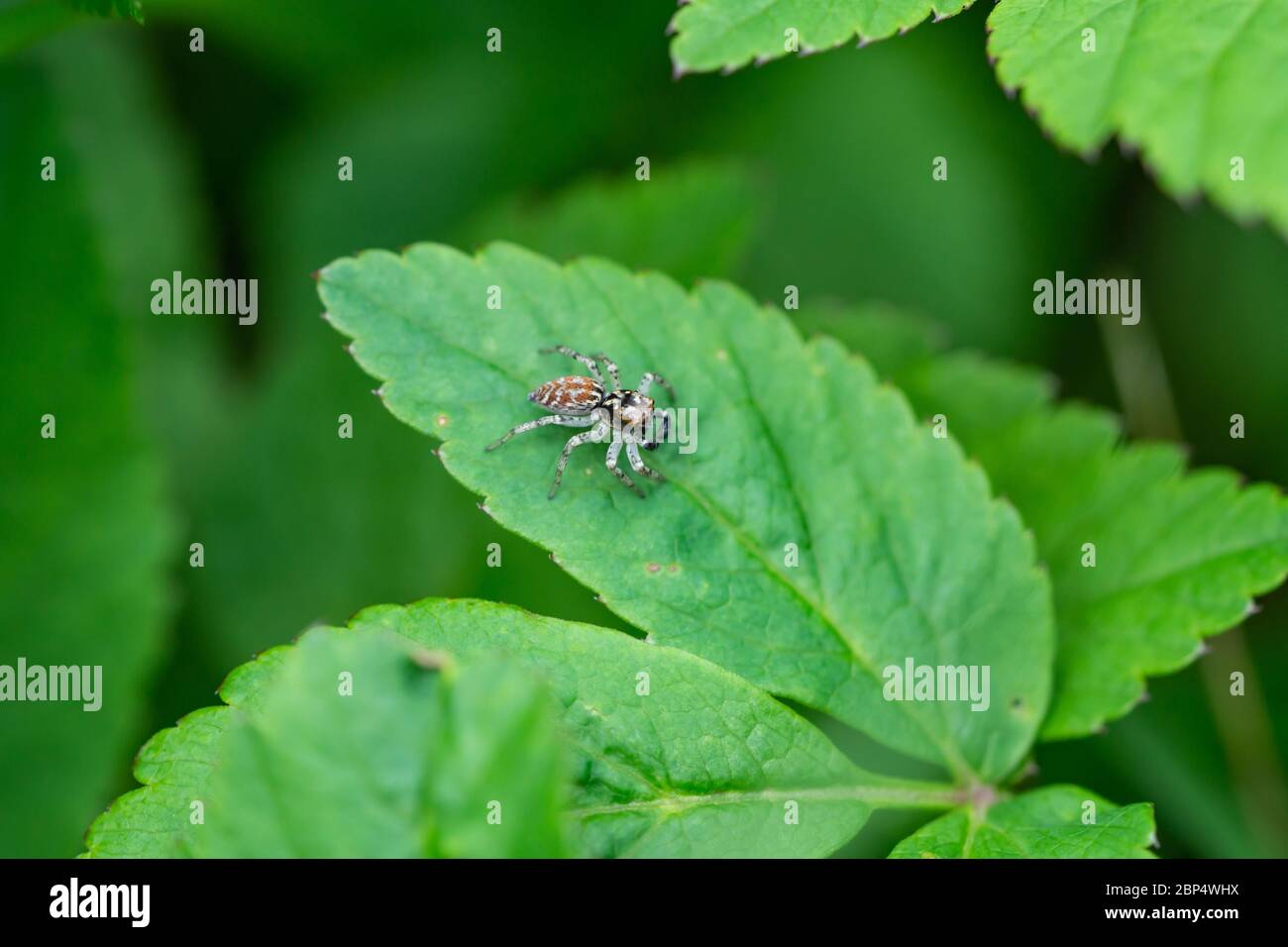 Dimorphic Jumping Spider on Leaf Stock Photo