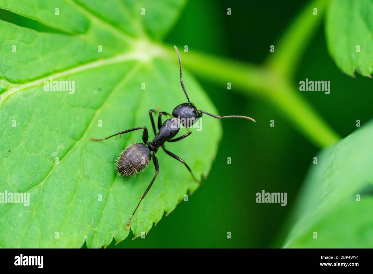 Black Carpenter Ant on Leaf Stock Photo