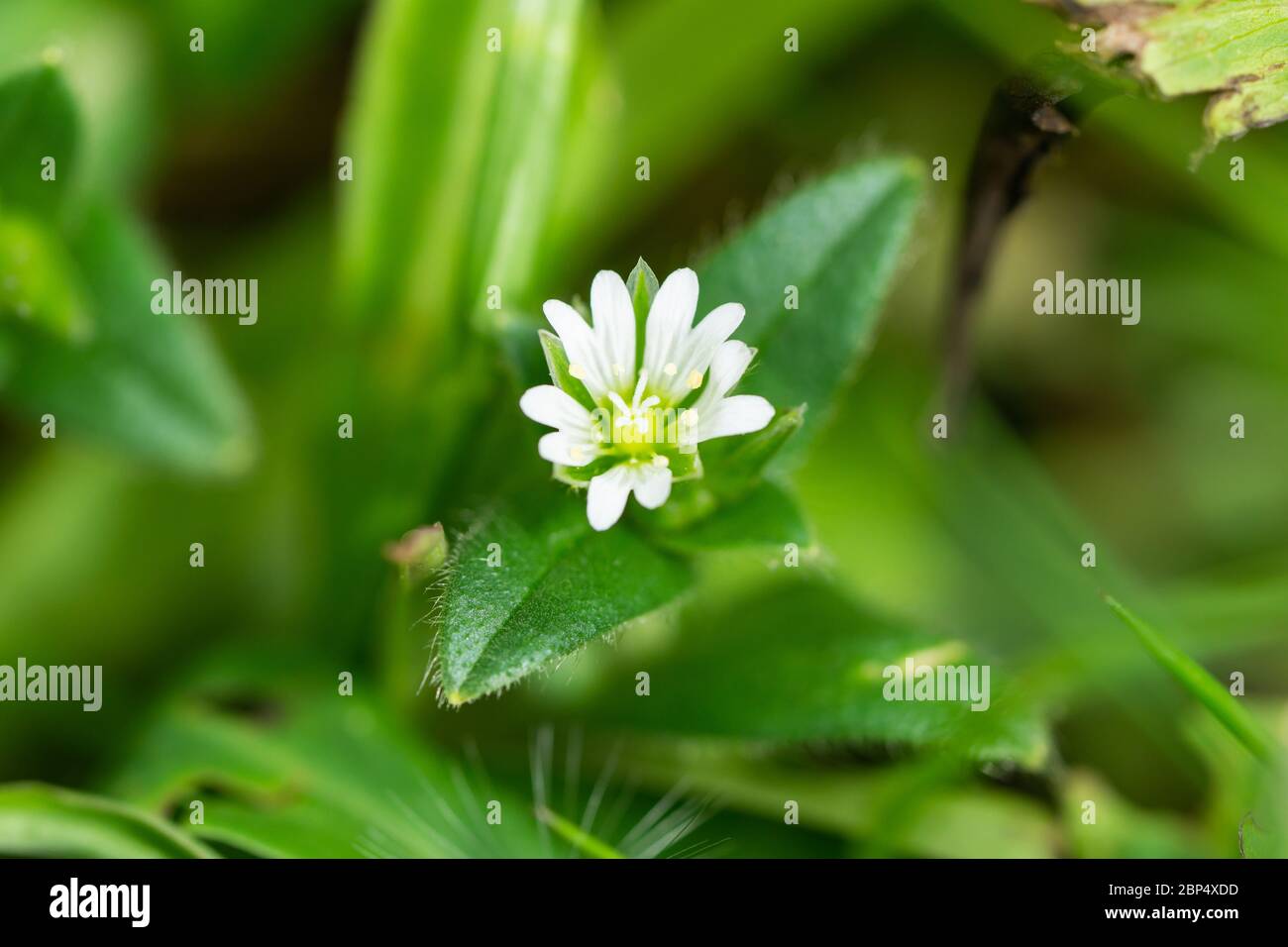 Mouse-Ear Chickweed Flower in Springtime Stock Photo