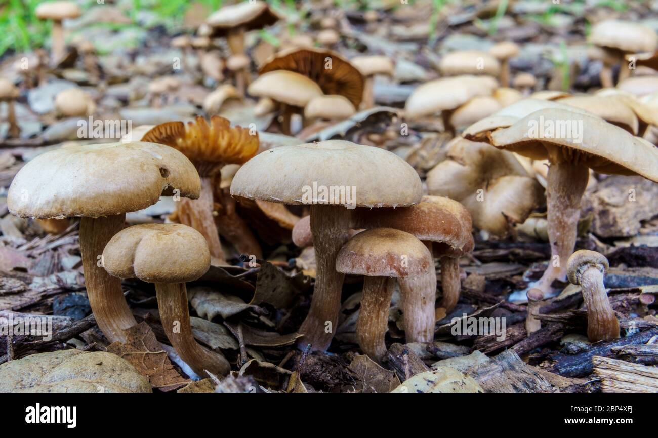 wild mushrooms after rain Stock Photo