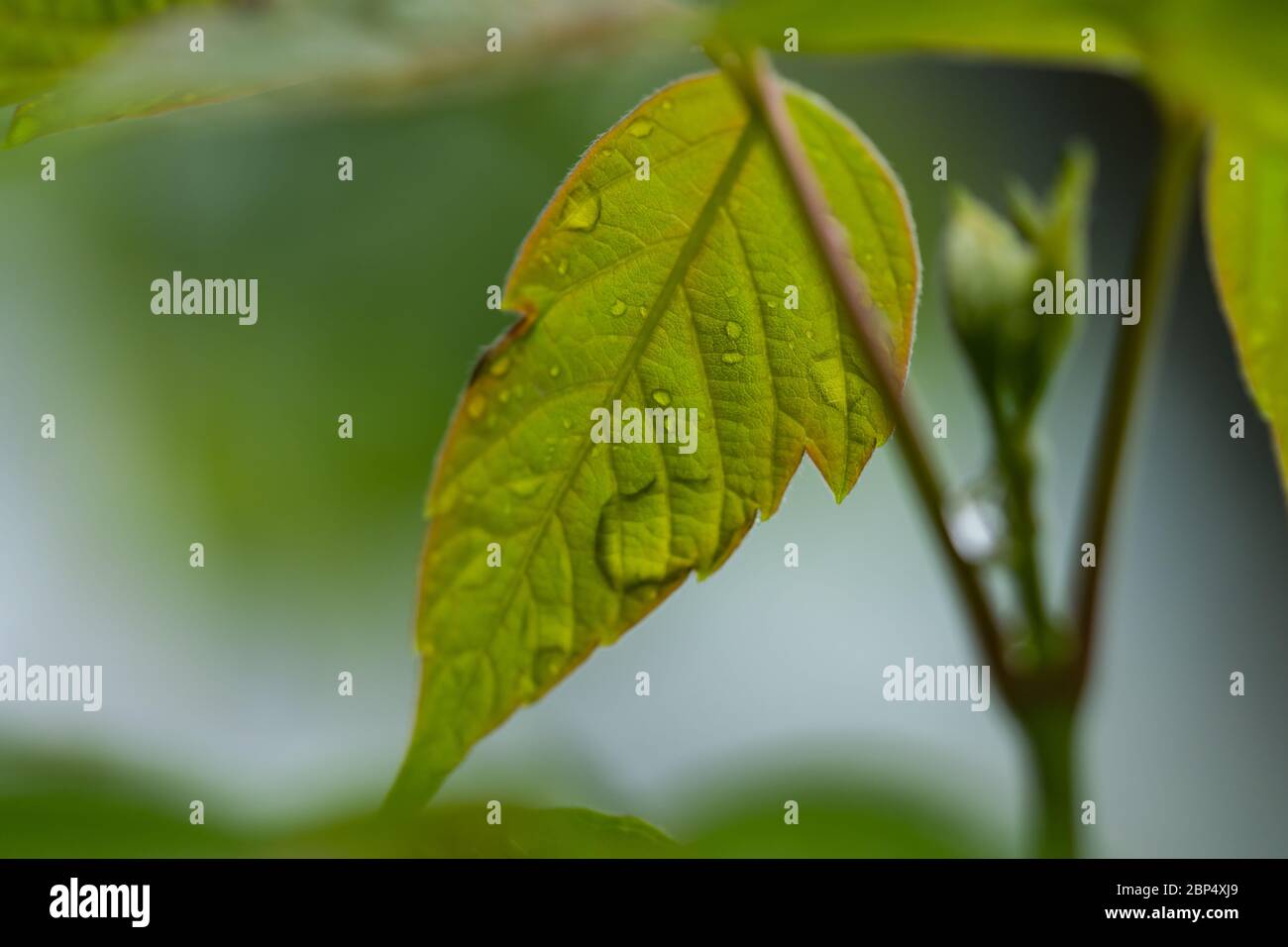 Rain on Box Elder Maple Leaves in Springtime Stock Photo