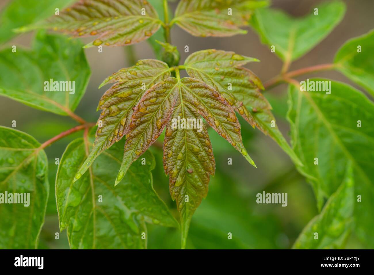 Rain on Box Elder Maple Leaves in Springtime Stock Photo