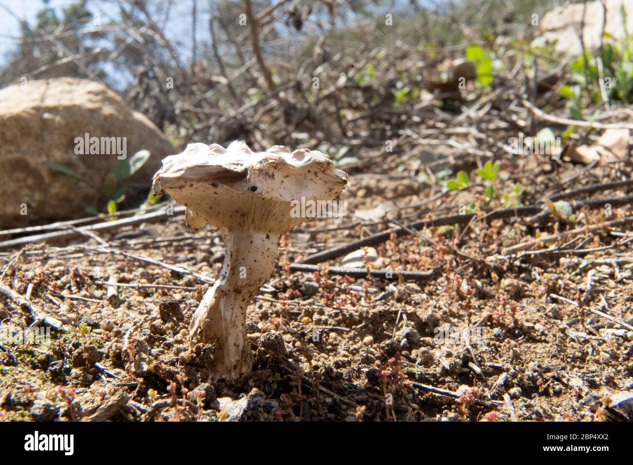 wild mushroom after rain Stock Photo Alamy