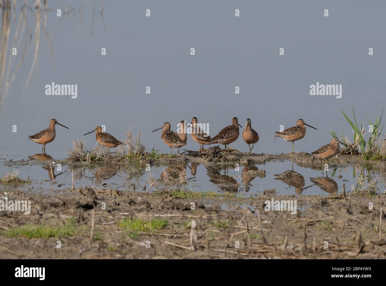 Long-Billed Dowitchers Stock Photo