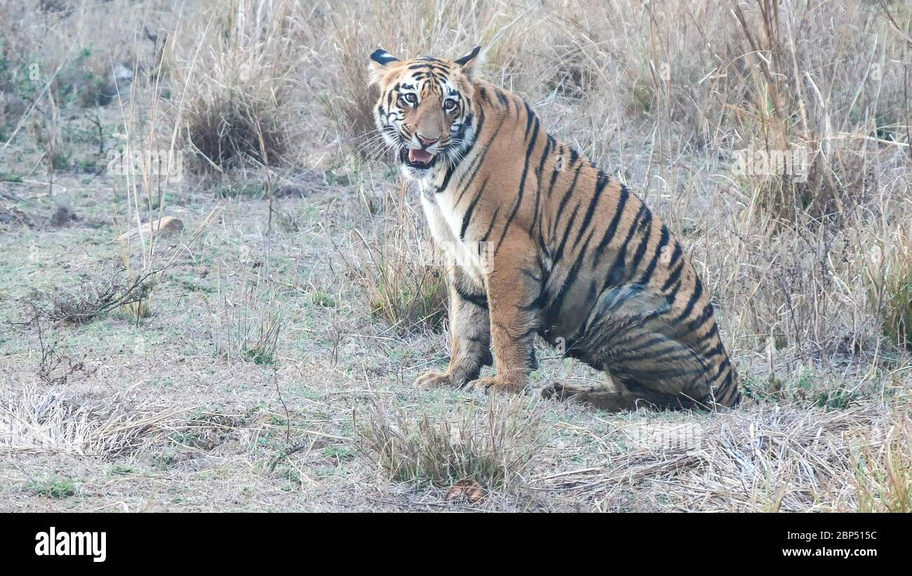 tiger cub snarls at tadoba in india Stock Photo