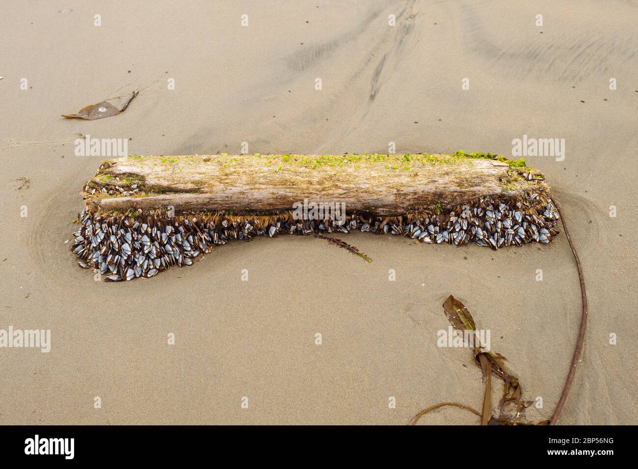 Lepas anatifera (pelagic goose barnacles) on a piece of driftwood in Naikoon Provincial Park, Haida Gwaii, British Columbia Stock Photo