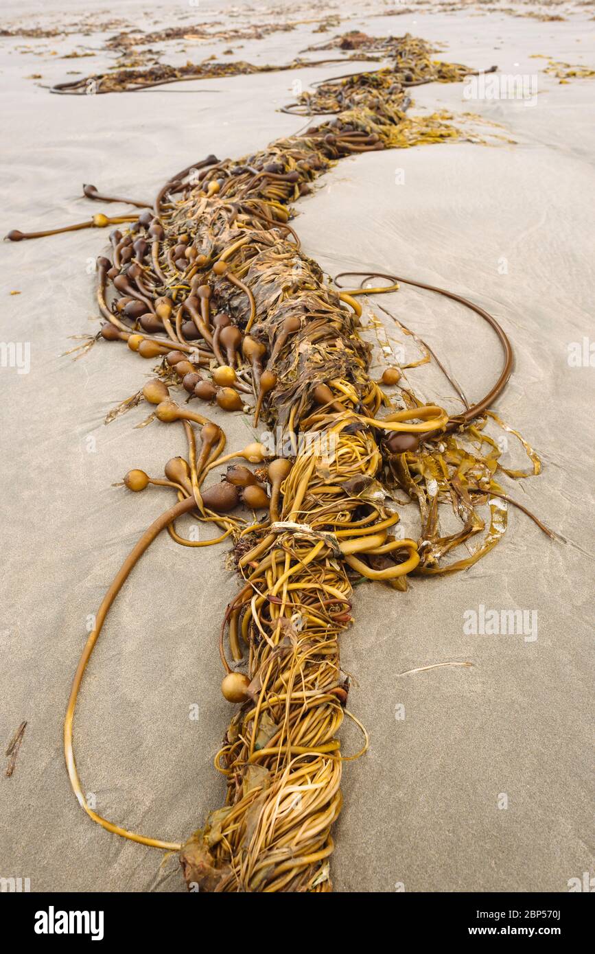 A pile of seaweed, mainly bull kelp, washed ashore in Naikoon Provincial Park, Haida Gwaii, British Columbia Stock Photo
