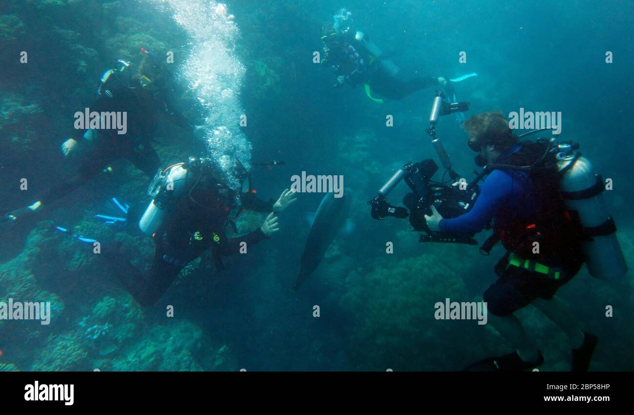 Divers filming underwater documentary, Great Barrier Reef, Queensland, Australia. No MR or PR Stock Photo