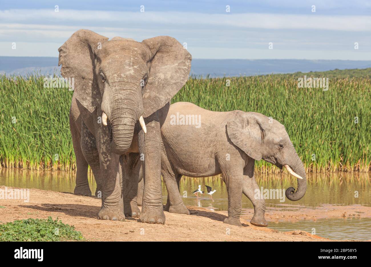 Two elephants at Hapoor Dam in Addo Elephant National Park in South Africa. Stock Photo