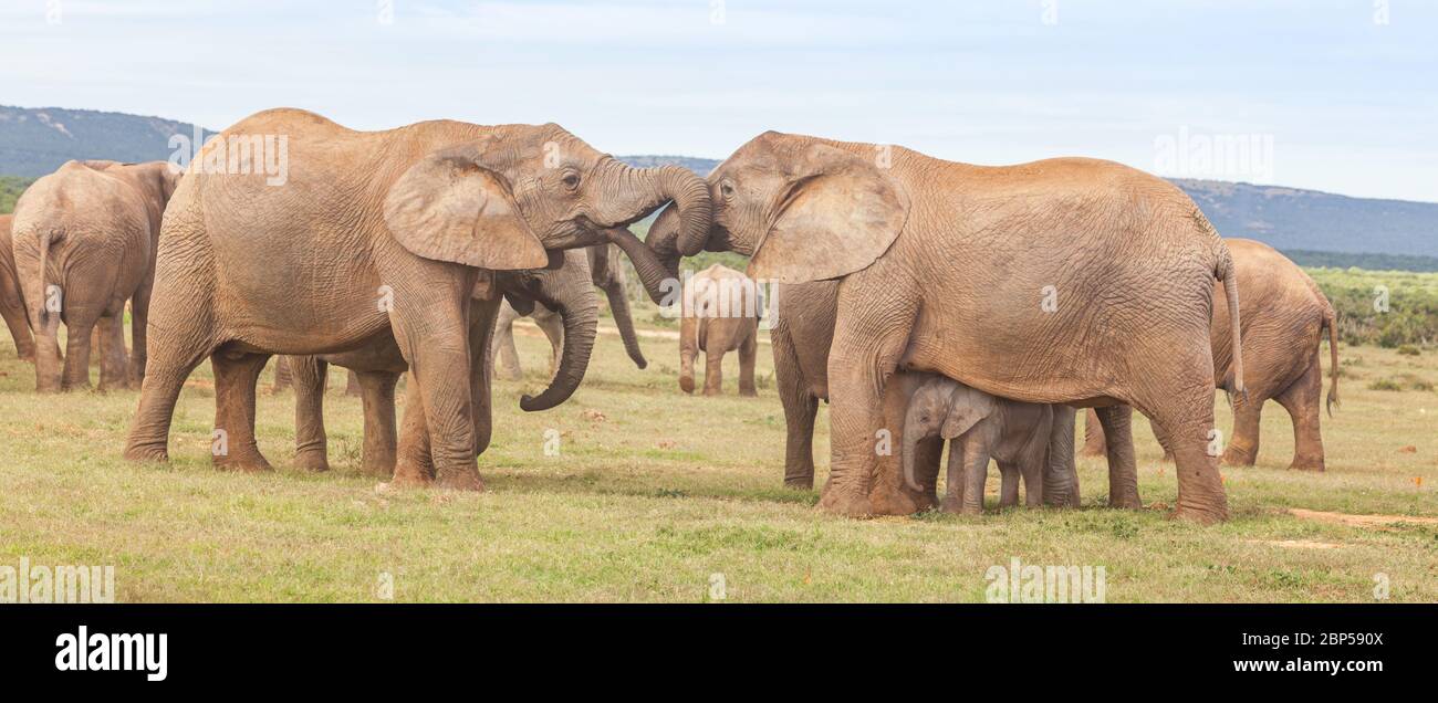 Elephant females, one of them with a baby, greeting one another in Addo Elephant National Park in South Africa. Stock Photo