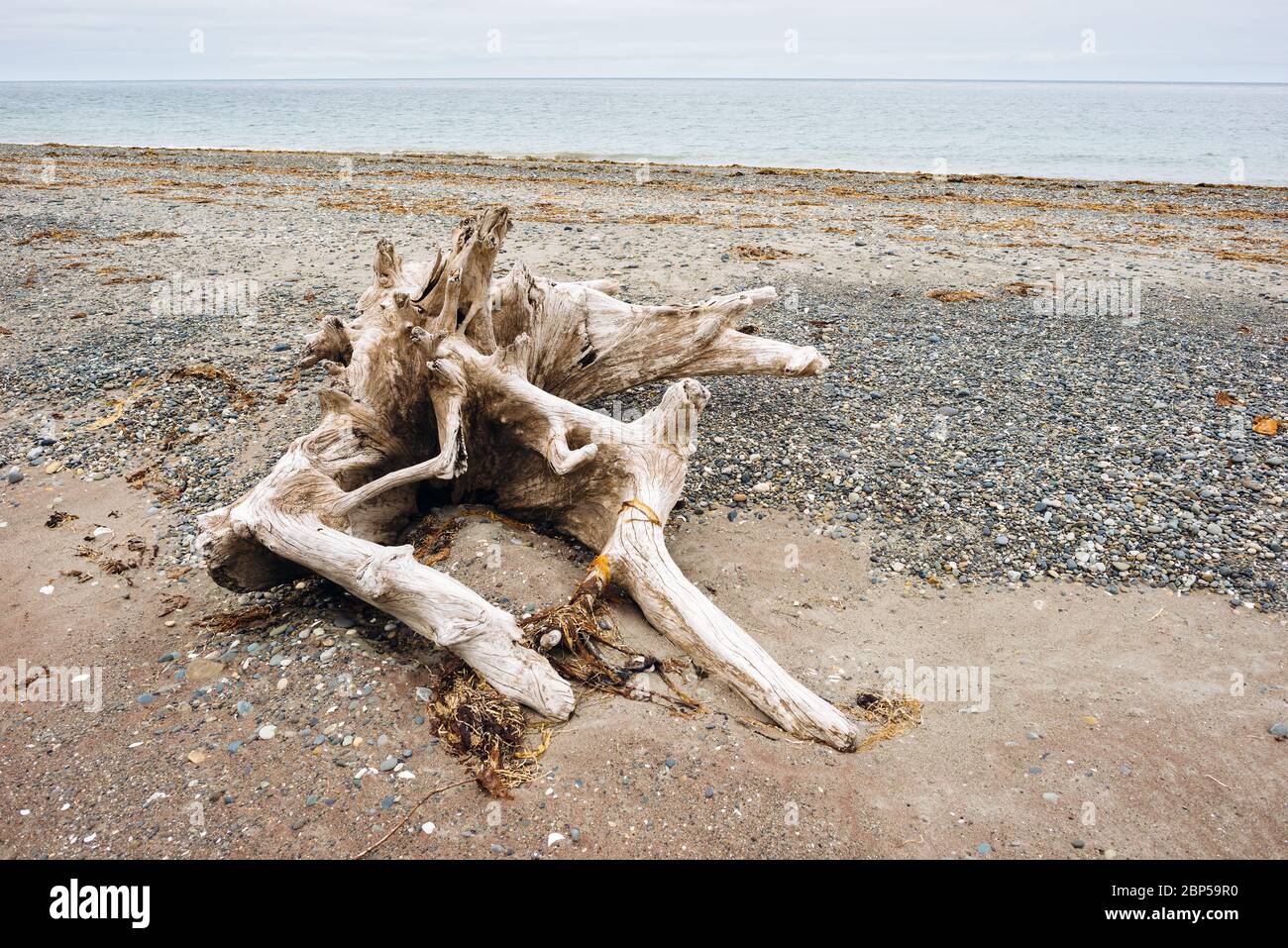 Driftwood at Cemetary Beach, Haida Gwaii, British Columbia Stock Photo