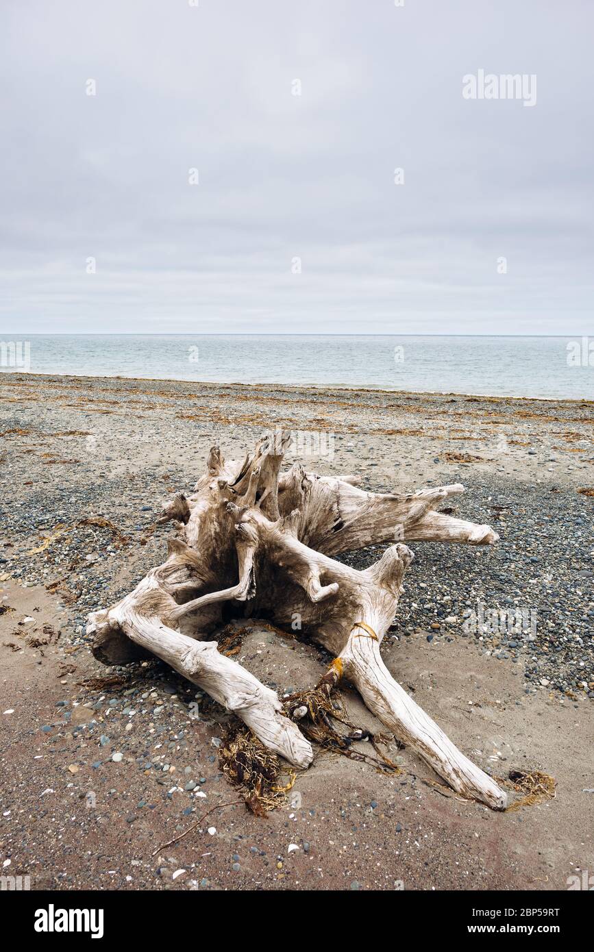 Driftwood at Cemetary Beach, Haida Gwaii, British Columbia Stock Photo