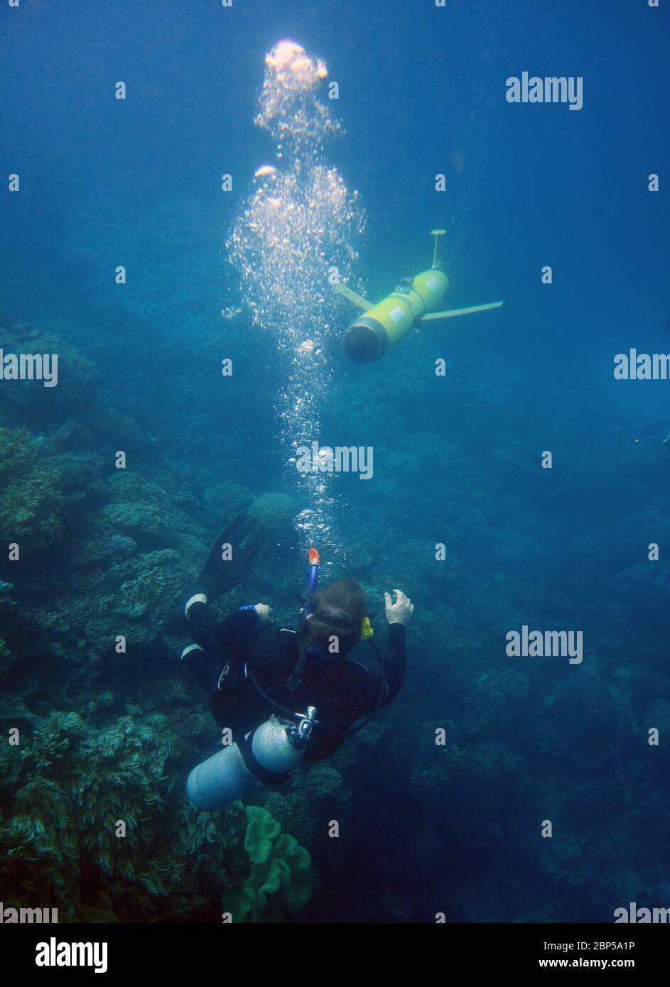 Diver seeing ocean glider underwater, Great Barrier Reef, Queensland, Australia. No MR or PR Stock Photo