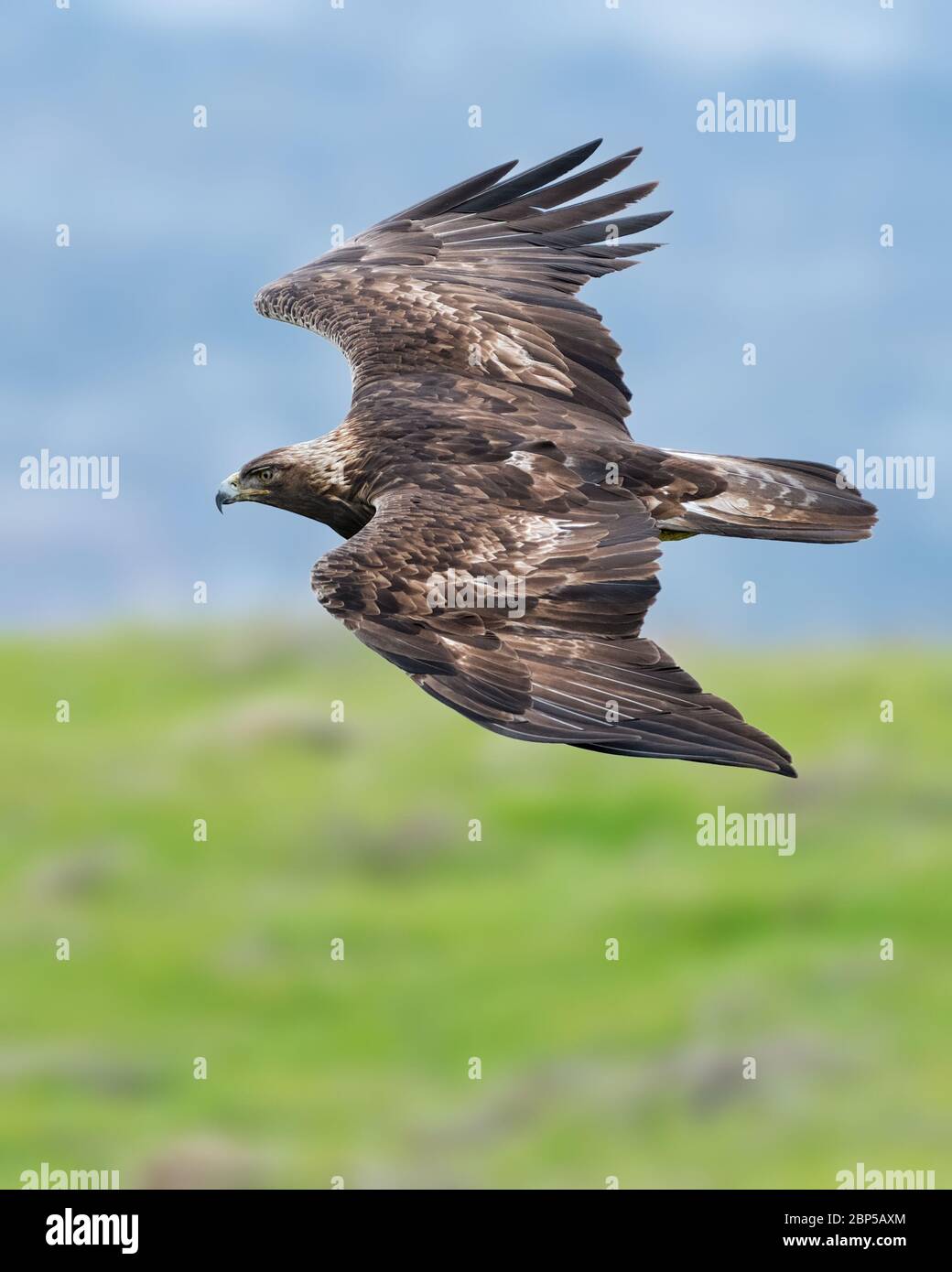 A Golden Eagle tucks its wings for a burst of speed while hunting California Ground Squirrels in the hills. They can reach 150 mph while hunting. Stock Photo