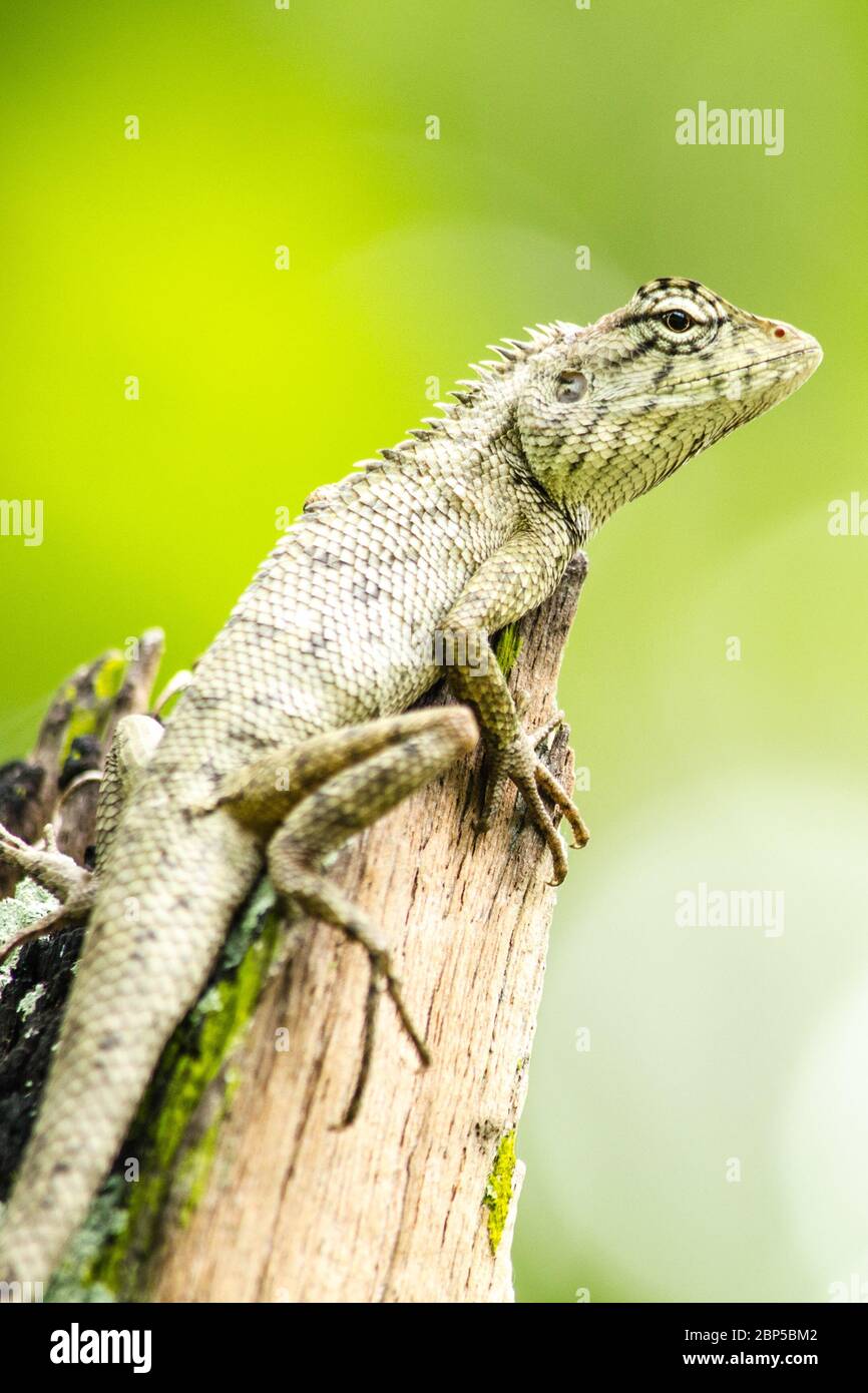 emma gray's forest lizard also know as the forest crested lizard, is an agamid lizard and eat insect for food , Stock Photo