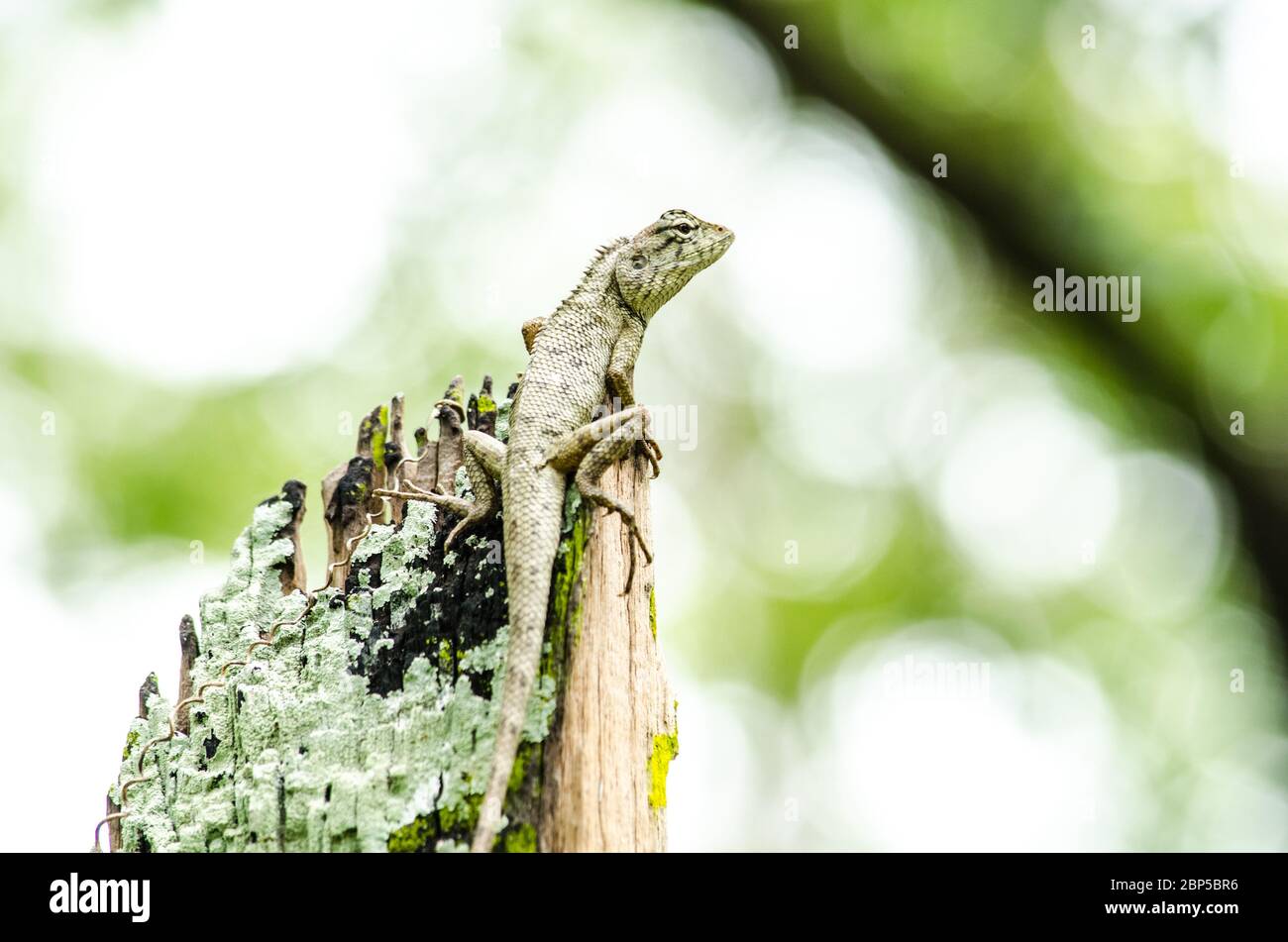 emma gray's forest lizard also know as the forest crested lizard, is an agamid lizard and eat insect for food , Stock Photo