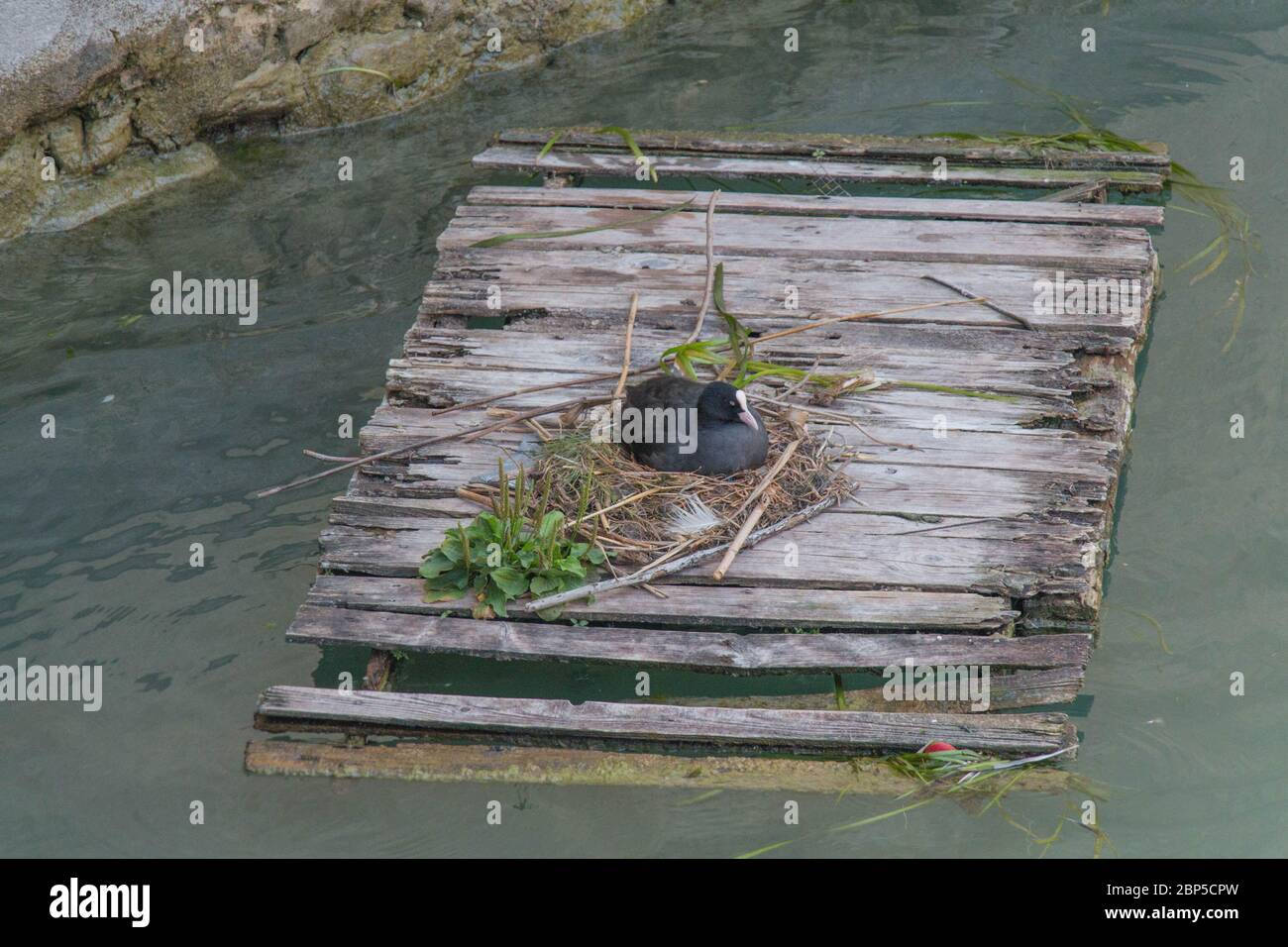 Raft nest hi-res stock photography and images - Alamy