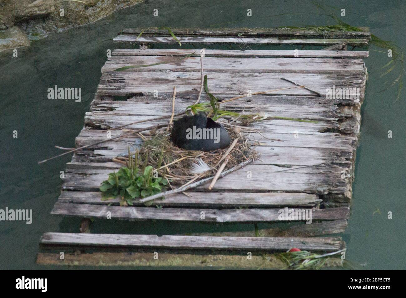 Raft nest hi-res stock photography and images - Alamy
