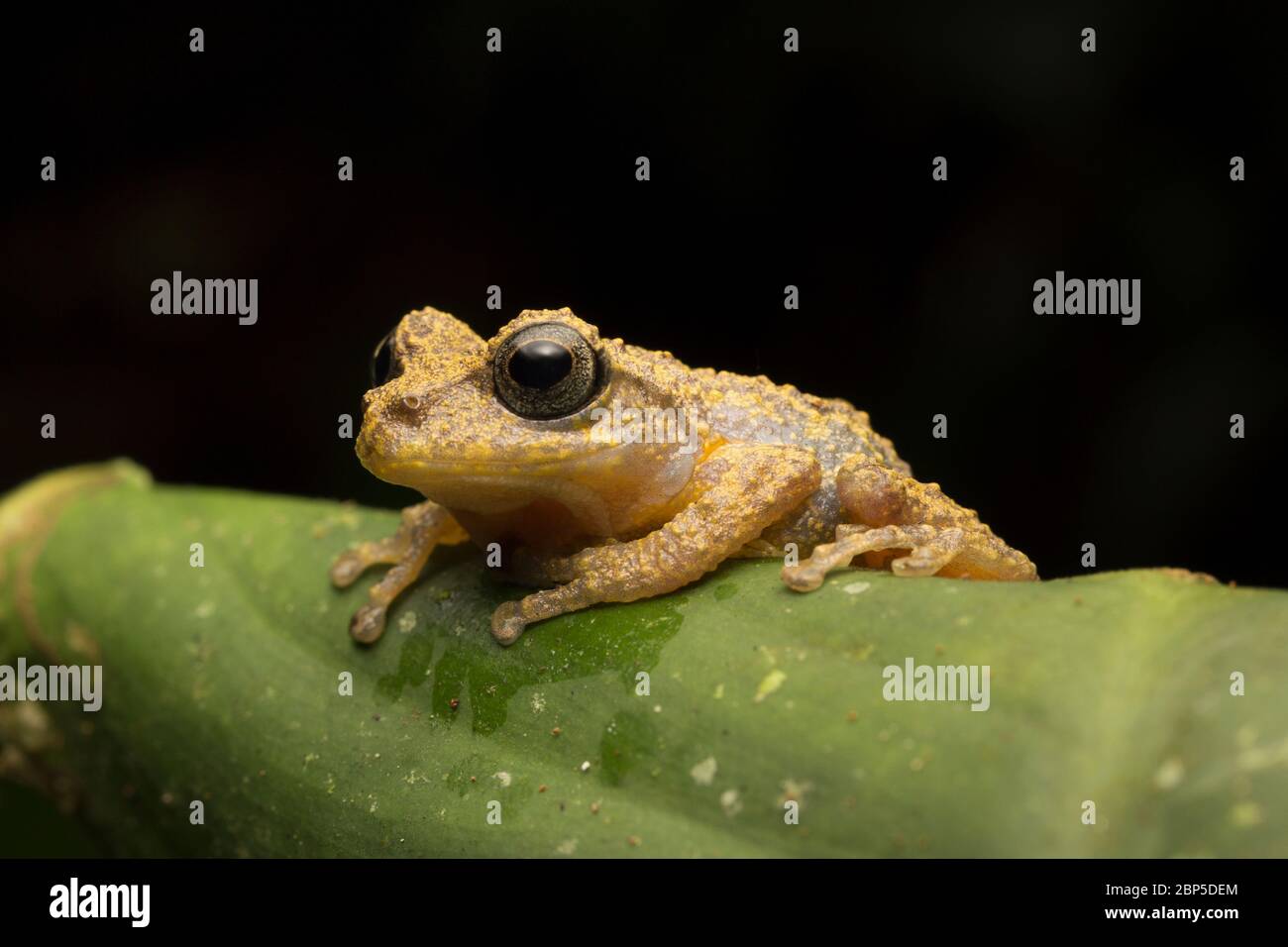 Vermiculate Bush Frog (Philautus vermiculatus) inhabits montane wet ...