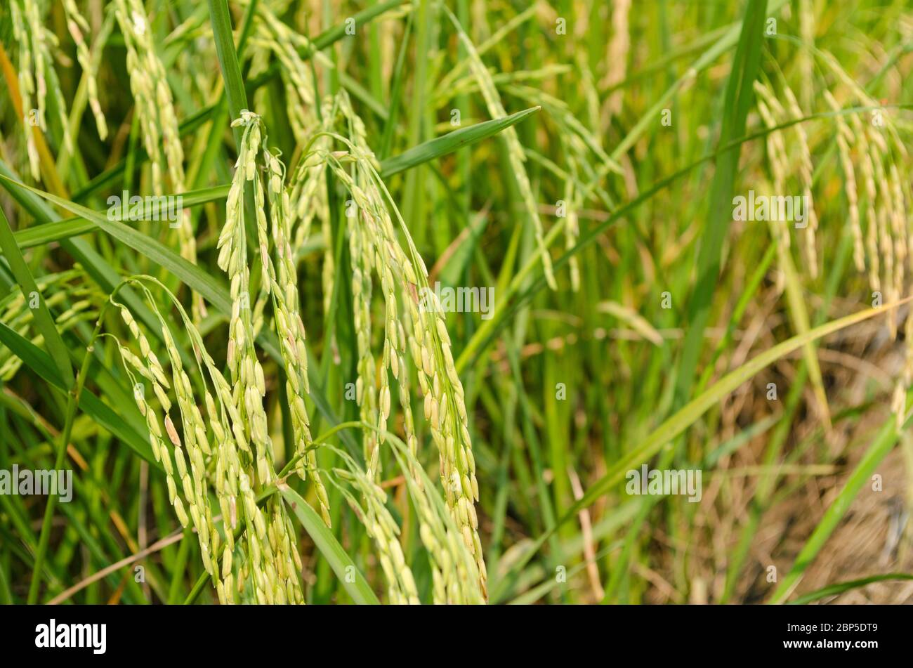 oryza-sativa-is-the-plant-species-most-commonly-referred-to-in-english-as-rice-rice-is-known-to-come-in-a-variety-of-colors-including-white-rice-b-2BP5DT9.jpg
