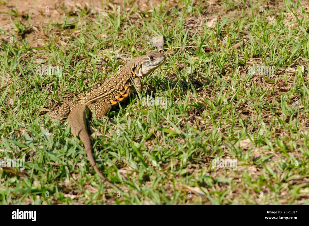 Leiolepis, commonly known as butterfly lizards or butterfly agamas, are group of agamid lizards of which very little is known.  They are native to Tha Stock Photo
