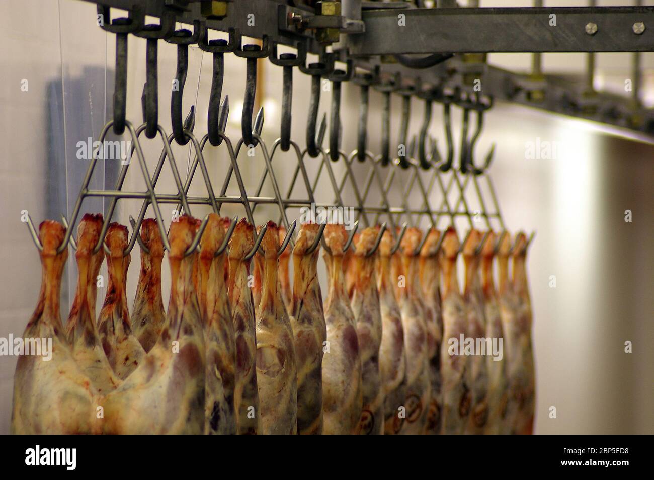https://c8.alamy.com/comp/2BP5ED8/lamb-hanging-from-meat-hooks-at-a-wholesale-butcher-2BP5ED8.jpg