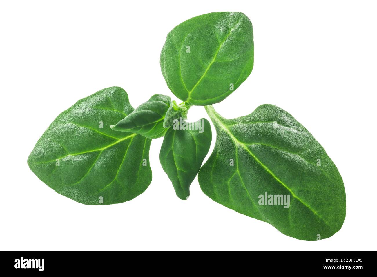 New Zealand Spinach leaves (Tetragonia tetragonoides foliage) isolated Stock Photo
