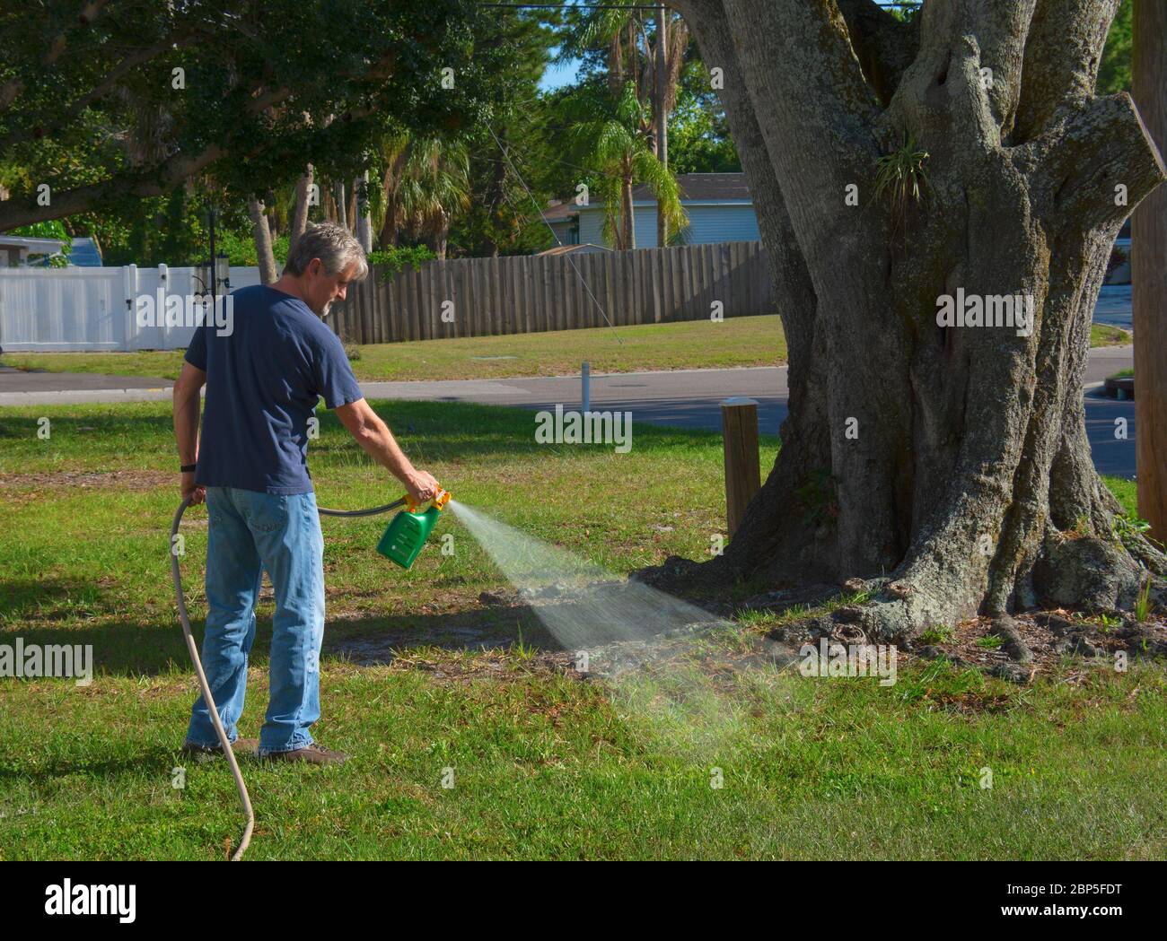 Homeowner man spraying weed killer on his front yard with a hose attachment full of chemicals that kills weeds and fertilizes the grass. Stock Photo