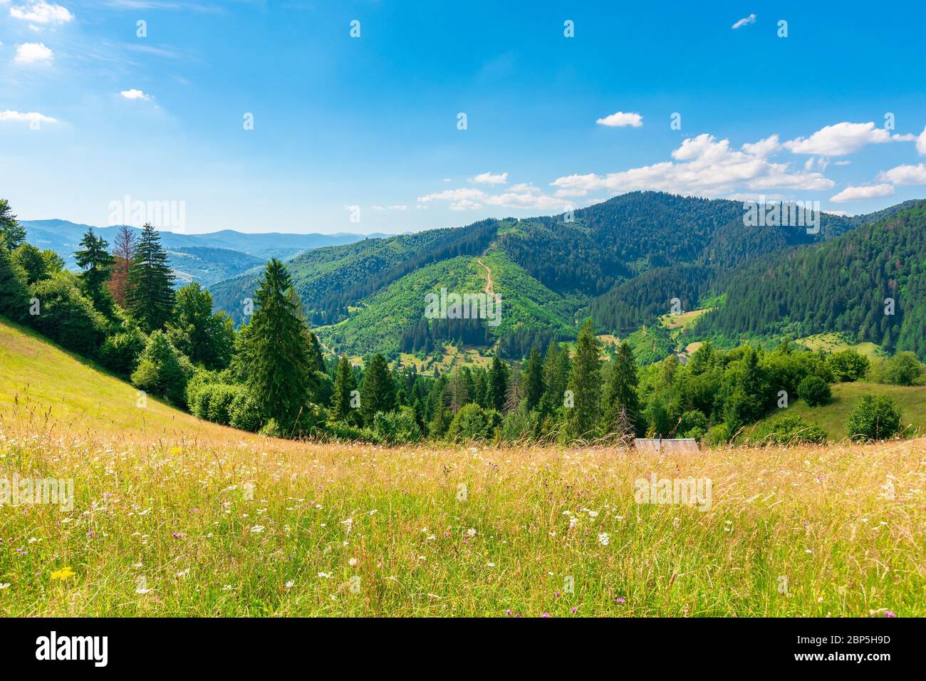 countryside fields and meadows on hills in summer. idyllic mountain landscape on a sunny day. scenery rolling in to the distant ridge. wonderful weath Stock Photo