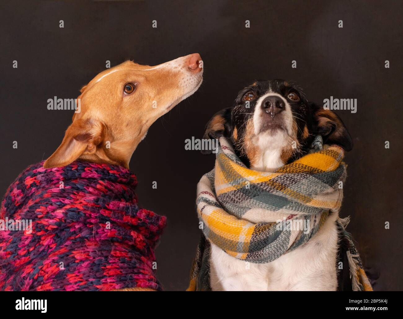 Two female dogs wearing hi-res stock photography and images - Alamy