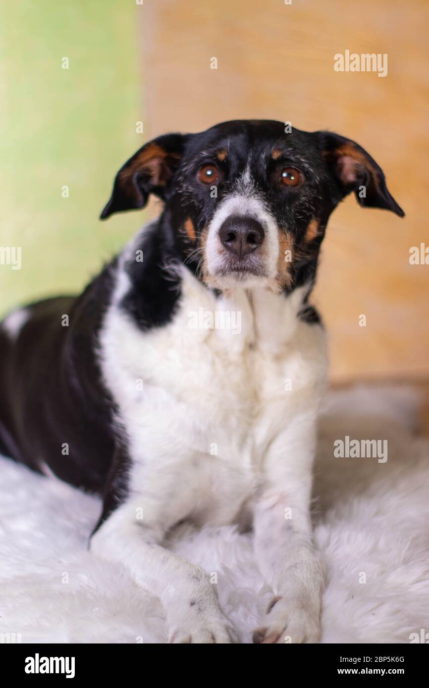 dog black and white posing with background of Light colors Stock Photo