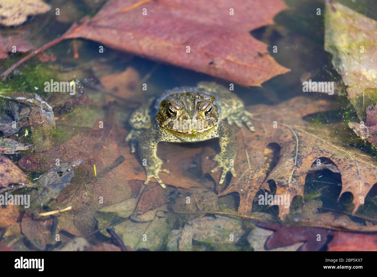 Toad in Lake Starker at Crapo Park in Burlington, Iowa Stock Photo - Alamy