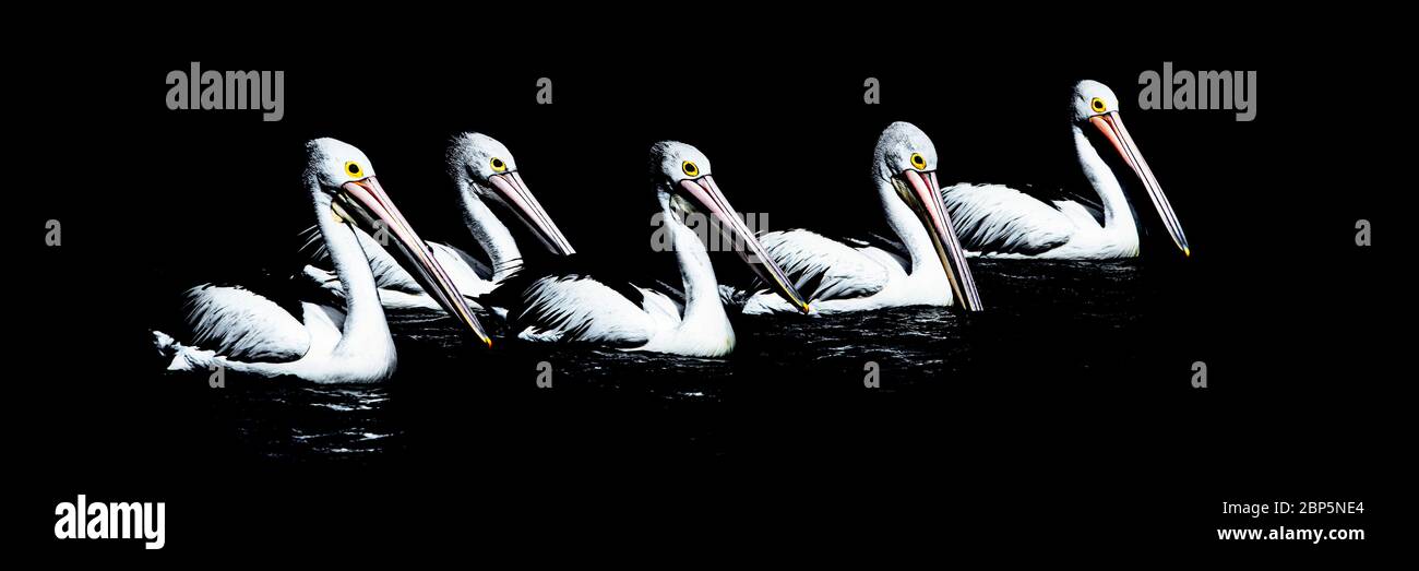 A group of pelicans on the river Stock Photo