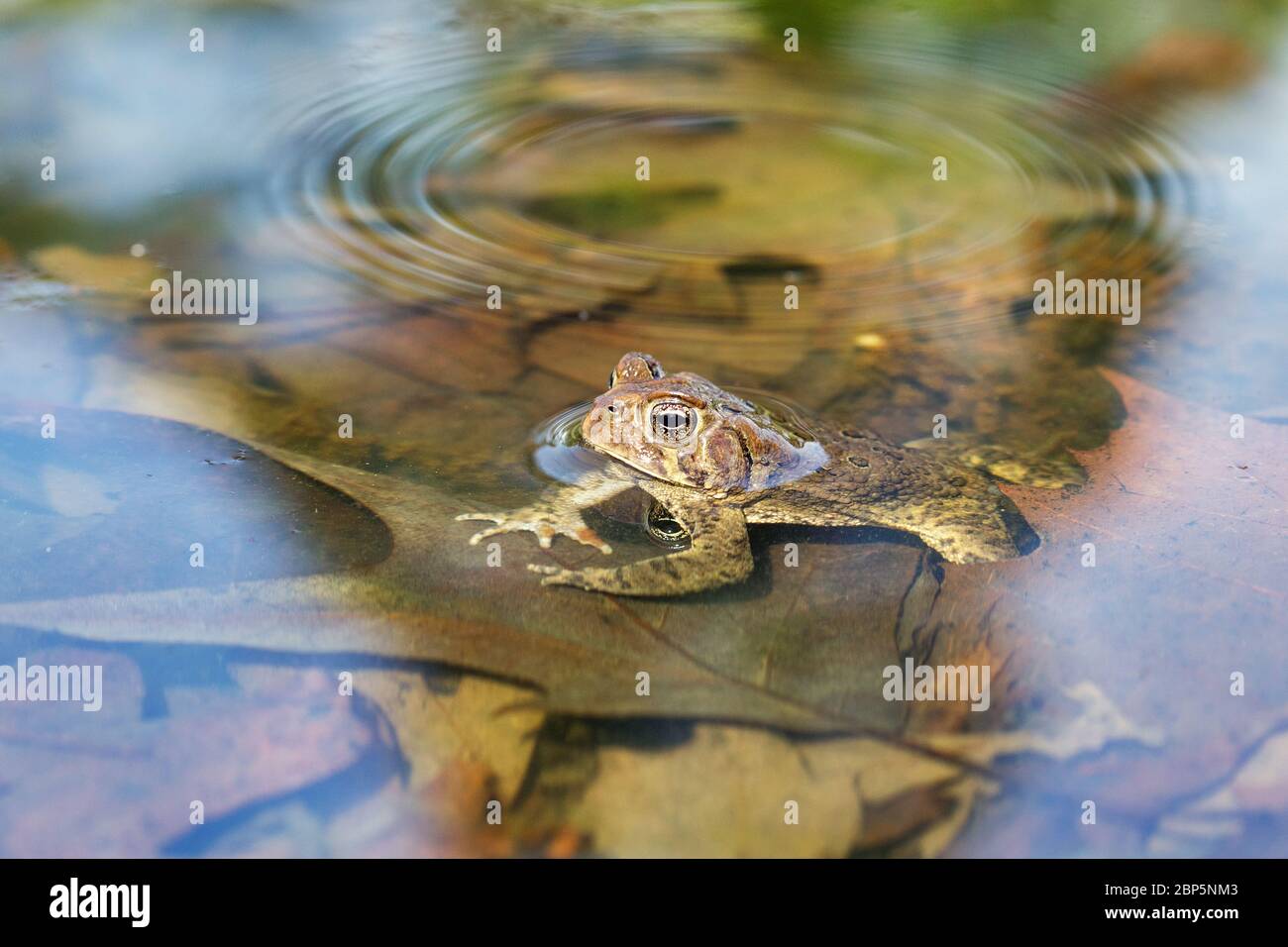 Toad in Lake Starker at Crapo Park in Burlington, Iowa Stock Photo - Alamy